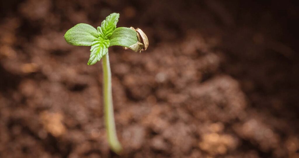 Autoflowering Cannabis Seeds