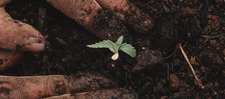 Cannabis seedlings