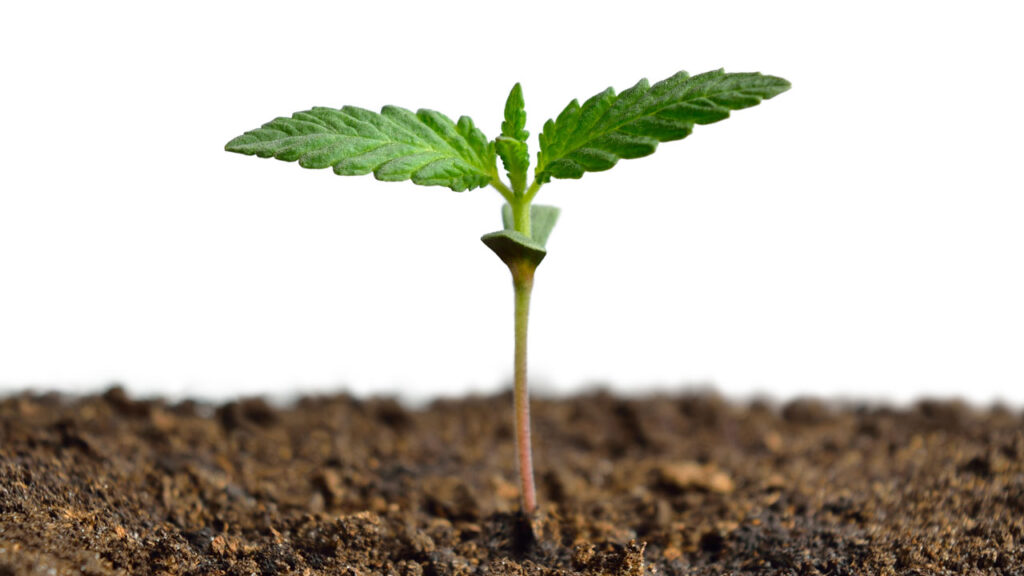 Cannabis seeds germination