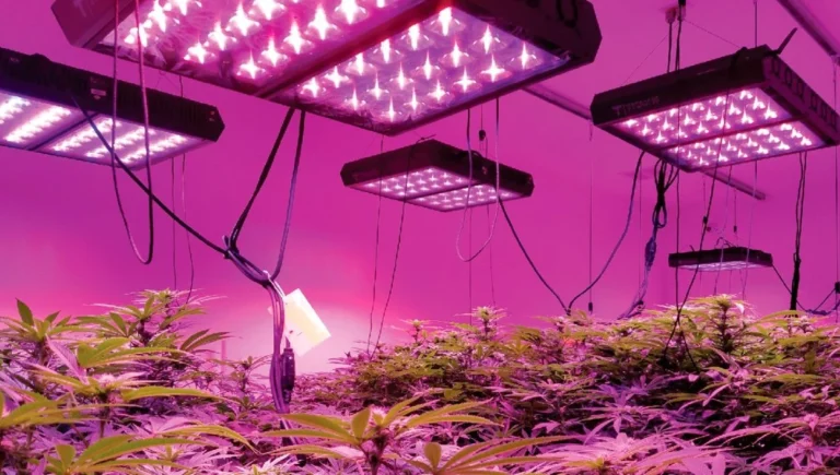 Grow Marijuana with led lights