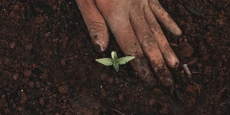 Grow cannabis with one seed
