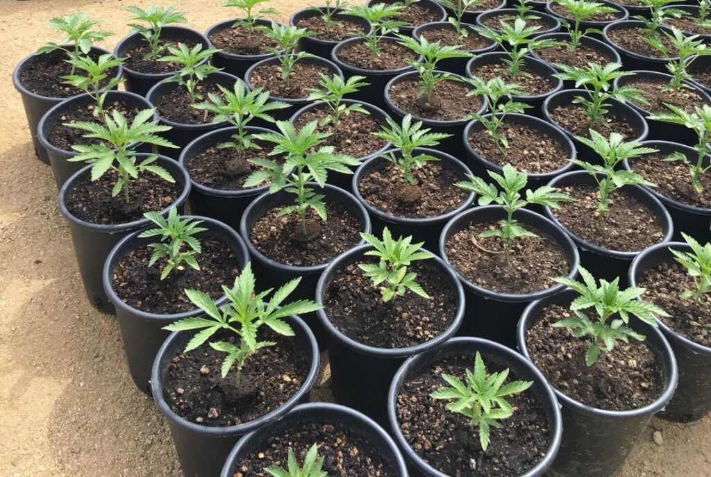 Pots used for cannabis growing