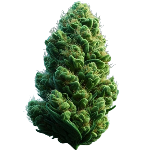 cannabis buds canada