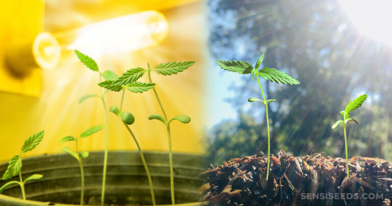 Cannabis seeds needs sunlight