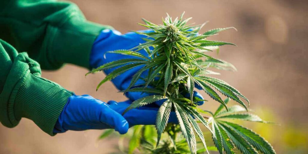 What Are Autoflowering Marijuana Seeds