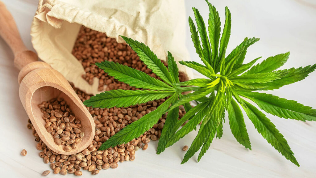 Cannabis seeds bank
