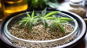 Cannabis May Influence Pain Perception
