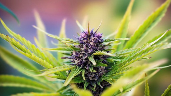 cannabis seeds to sprout