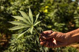 Choosing the Right Cannabis Seeds